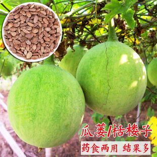 瓜蒌种子瓜楼种籽吊瓜籽种药用食用中药材爬藤天花粉栝楼籽春季播