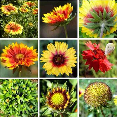 宿根耐寒鲜花园林景观绿化天人菊