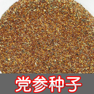 苗木防风中药材种子图片