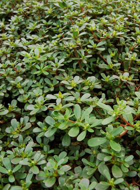 野生马齿苋种子野菜新鲜包邮蔬菜盆栽太阳花种子蚂蚱菜长寿菜荠菜