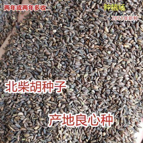 柴胡种子北柴胡种子黄柴胡种子两年多年生柴胡籽中药材黑柴胡种子