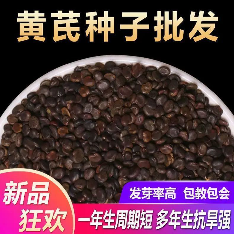 黄芪种子材内蒙黄芪种籽500克铁芪棉芪种植苗枸杞孑