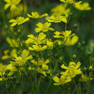 委陵菜种子 阳台庭院盆栽室内四季易种地被花卉种子花籽景观花海