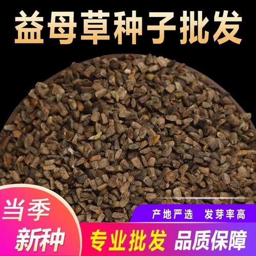散装益母草种子新鲜益母草种籽四季种植药材食用药材籽种盆栽菜苗