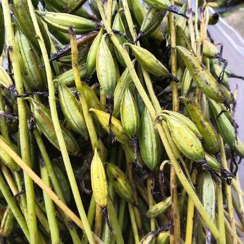 新采毛慈菇果荚冰球子 毛慈菇 山慈菇果荚中药材成活率高