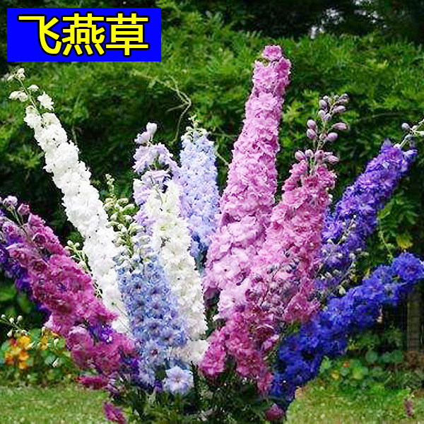 景观园林种子大花飞燕草图片