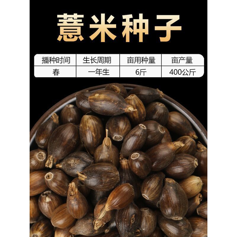 薏米种子小粒薏米种籽四季种植香甜软糯薏苡仁可搭配枸杞山药食用
