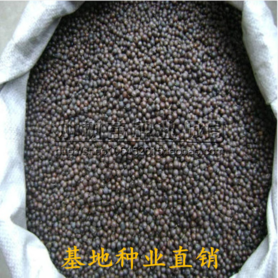 新采栾树种子黄山栾种子 花木北京栾种子南栾北栾种子林木树种子