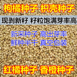新采枸橘种子枳壳酸橘红桔红橘种子柑橘香橙种子脐橙嫁接砧木种籽