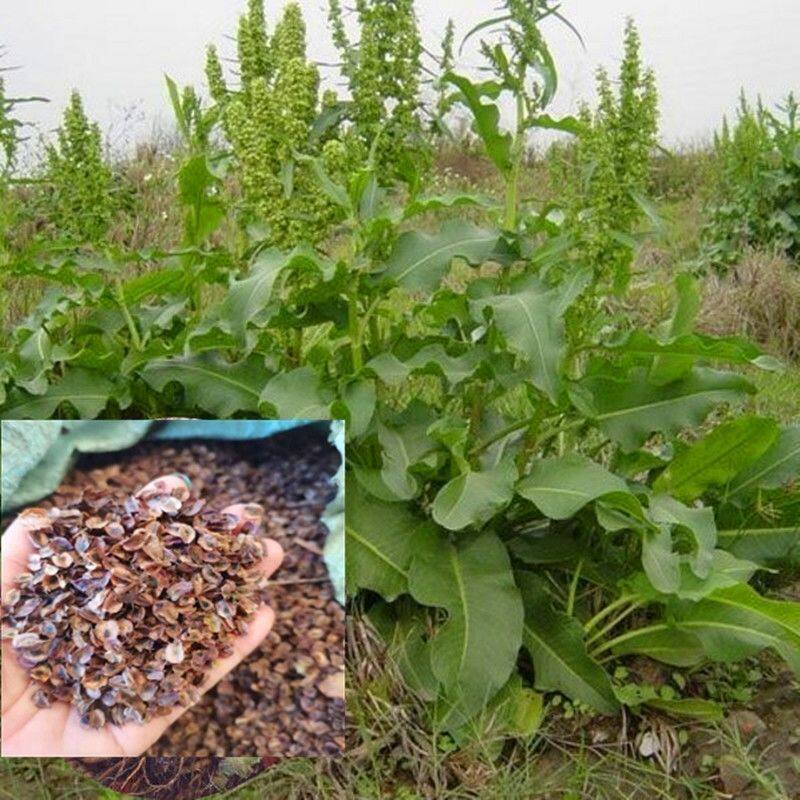 野生土大黄种子羊铁叶子根血三七羊蹄根野大黄牛耳大黄中药材植物