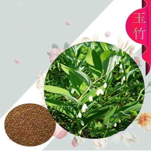 玉竹种子关玉竹猪屎尾参种子东北玉竹种玉竹种籽湖南玉竹
