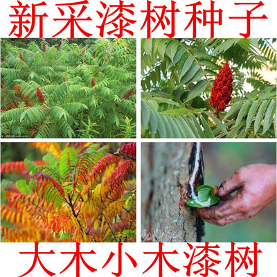 高产漆树种子 野生 原生油漆树种子 列加氏金 大小木漆树种子