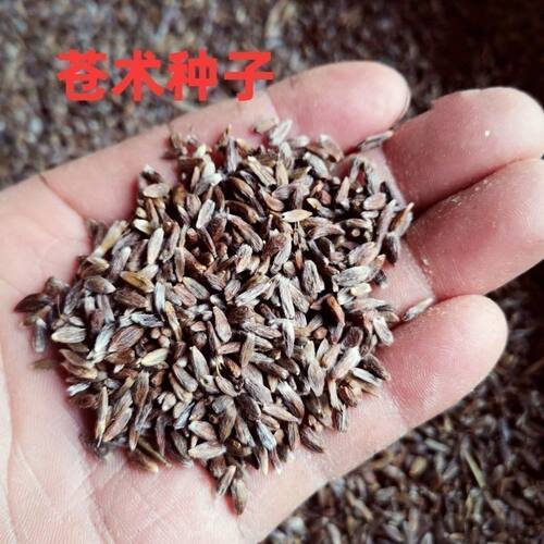 2024年苍术种子 朱砂点北苍术子 产地纯新种籽发芽率高500克包邮