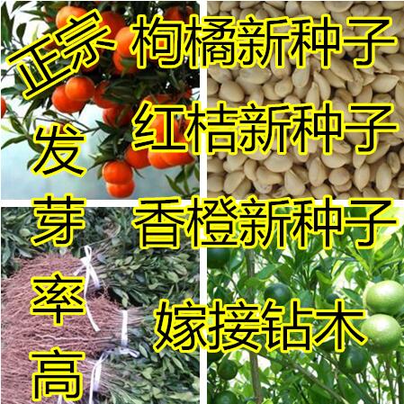 果园围墙种子嫁接砧木枸橘