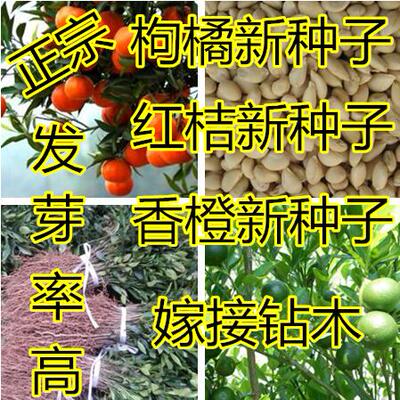 果园围墙种子嫁接砧木枸橘