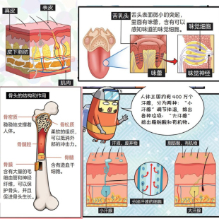 青少年辑书籍侦探儿童文学冒险系列书系推理动漫12岁文学科技丛书科学作家 读物经典 战斗吧 细胞军团漫画秒懂人体王国册少年正版