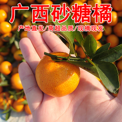 广西上林沙糖桔无核不酸新鲜现摘