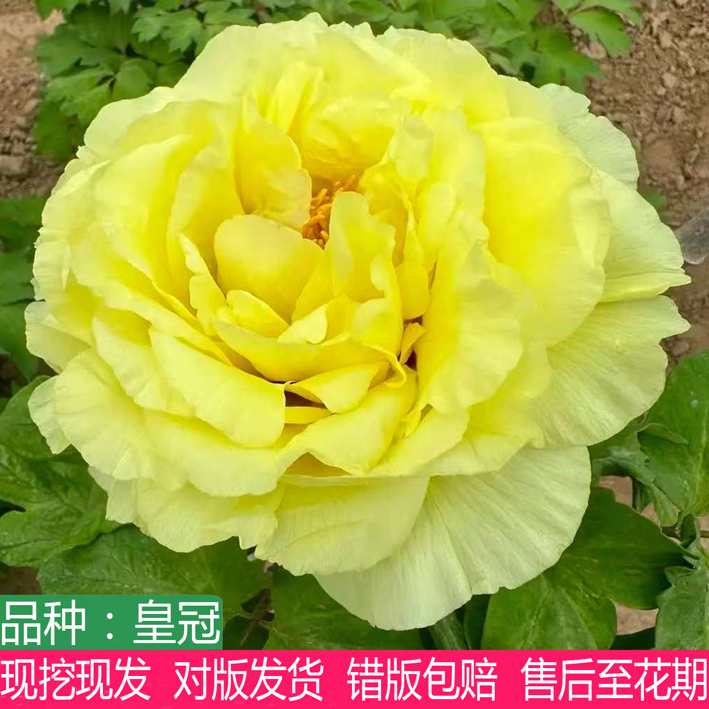 正宗黄色系皇冠牡丹花苗大花重瓣庭院盆栽地栽阳台观赏牡丹多年生
