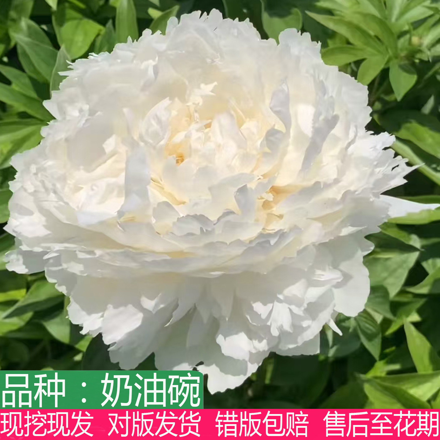 荷兰进口奶油碗芍药花苗大花重瓣阳台庭院盆栽观赏多年生草本花卉