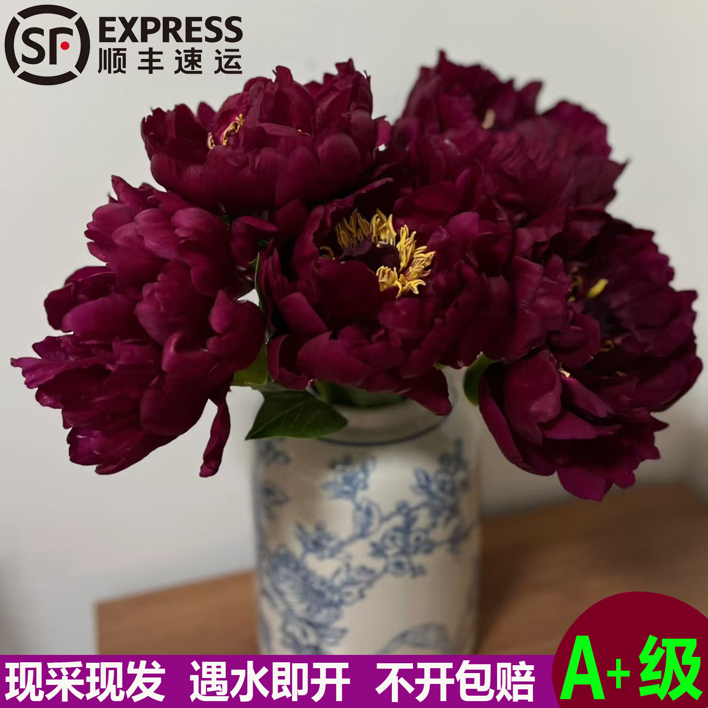 荷兰进口老忠诚芍药鲜切花图片