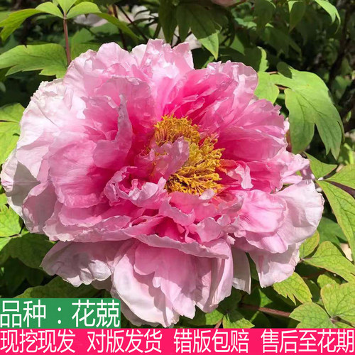 日本进口品种花兢粉红色系牡丹花