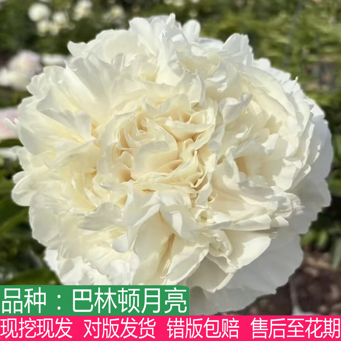 荷兰进口巴林顿月亮芍药花苗庭院阳台盆栽大花重瓣多年生草本花卉