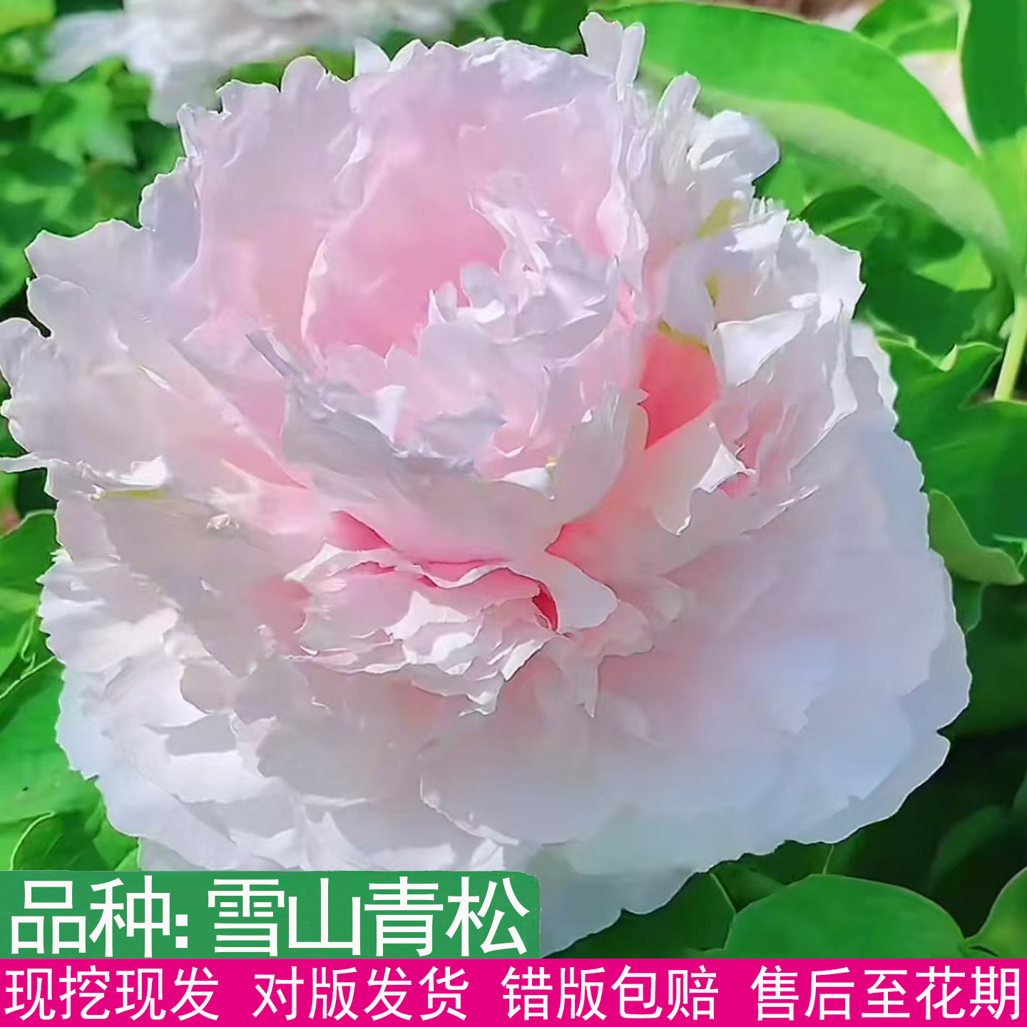 经典菏泽牡丹雪山青松大花重瓣图片