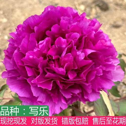 日本写乐牡丹盆栽重瓣紫色室内