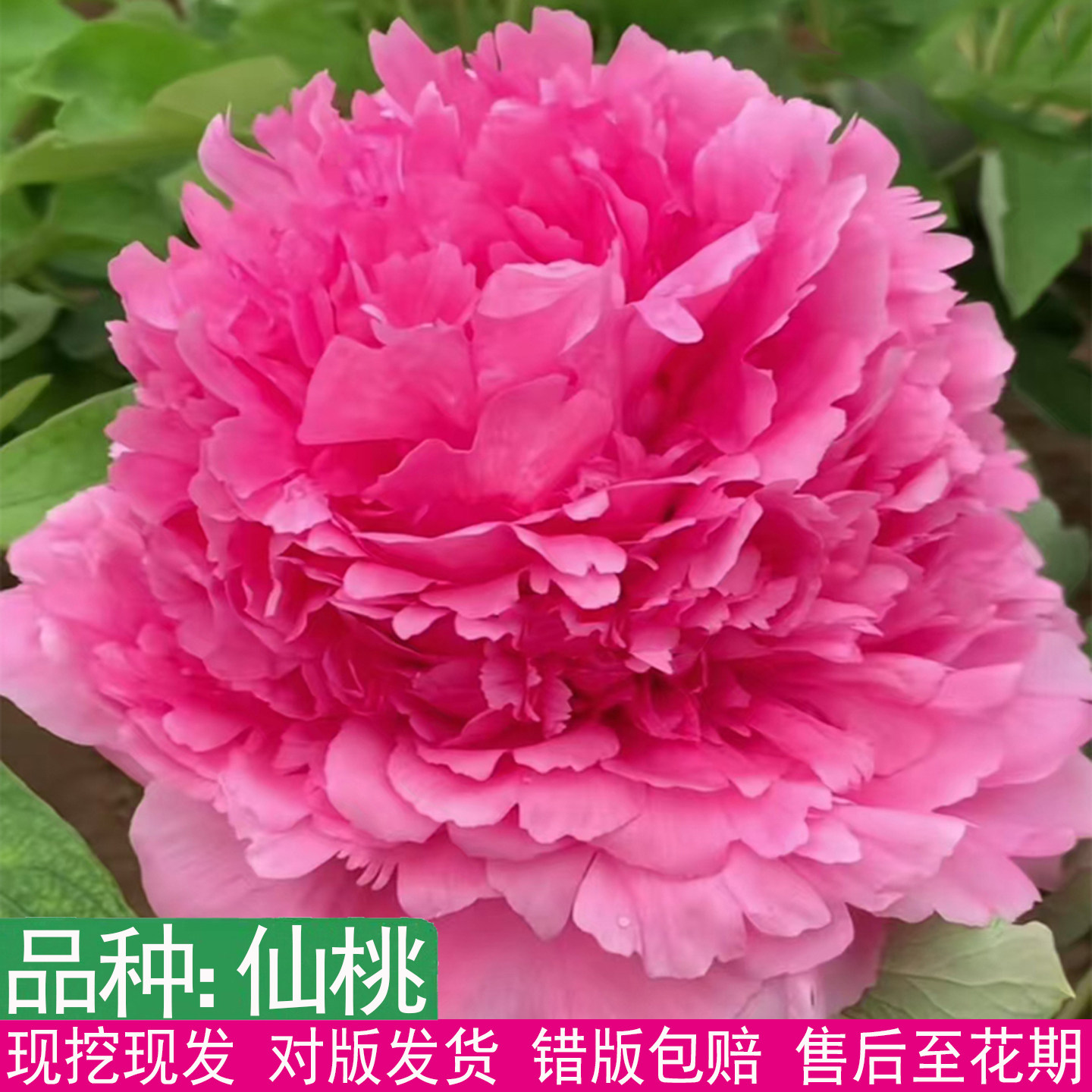 正宗菏泽仙桃牡丹粉红色花苗盆栽大花重瓣起楼千层台阁地栽易养活