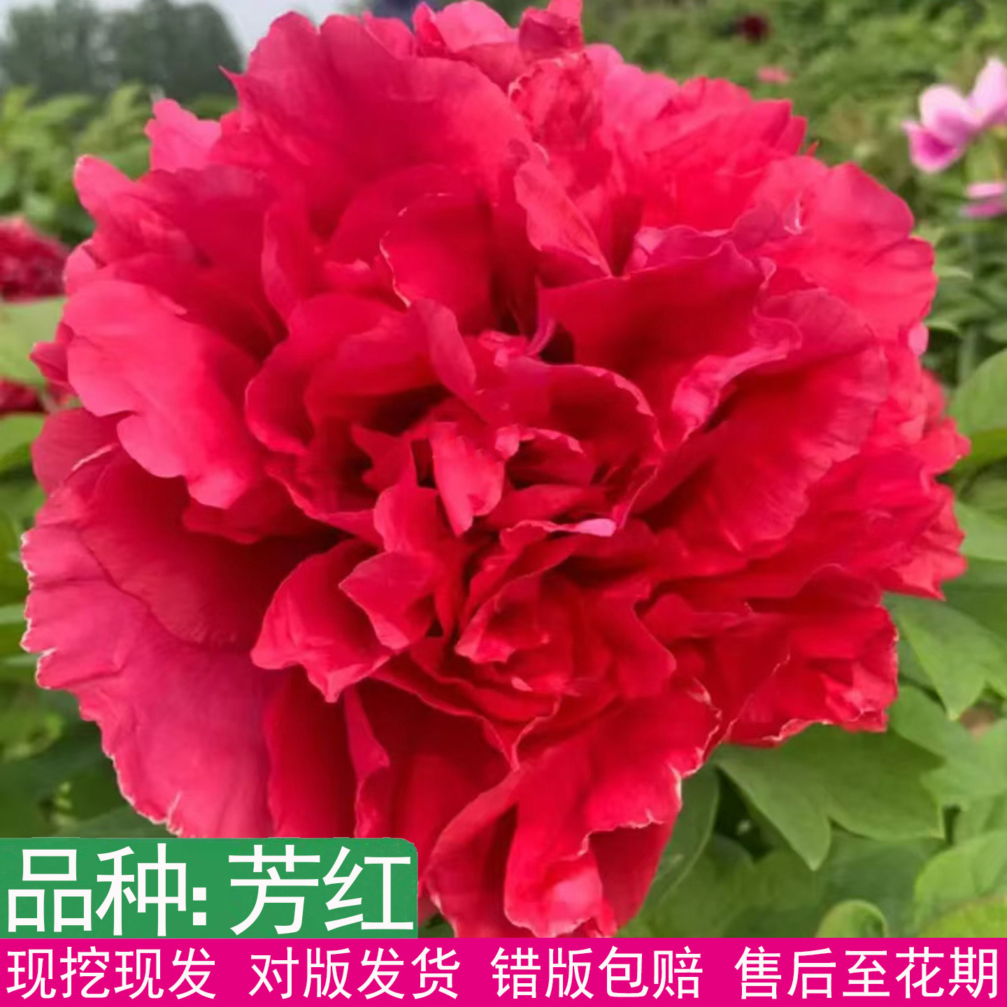 日本进口高端芳红牡丹花苗特大花重瓣室内外盆栽别墅庭院地栽花卉