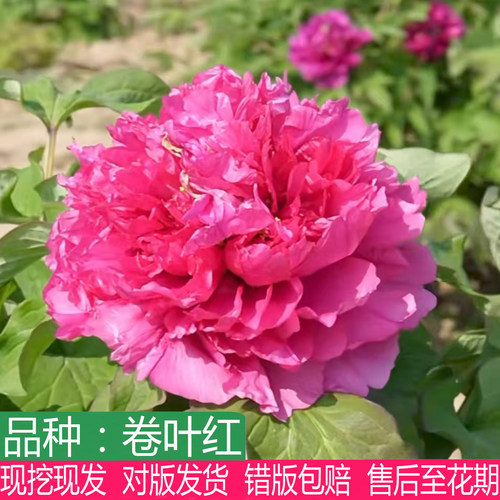 多年生卷叶红牡丹花苗重瓣大花