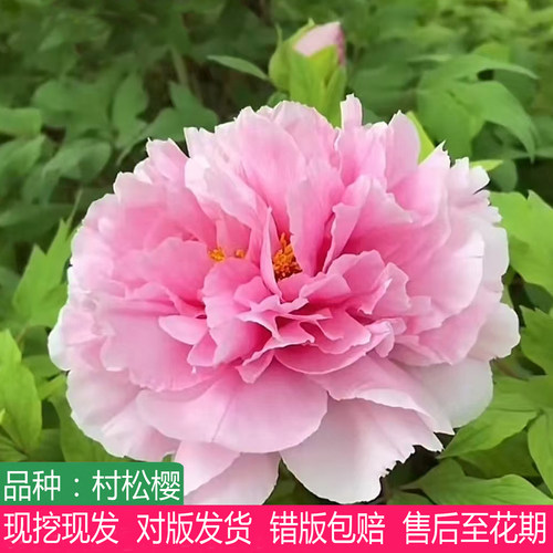 粉红色系日本进口村松樱牡丹花苗