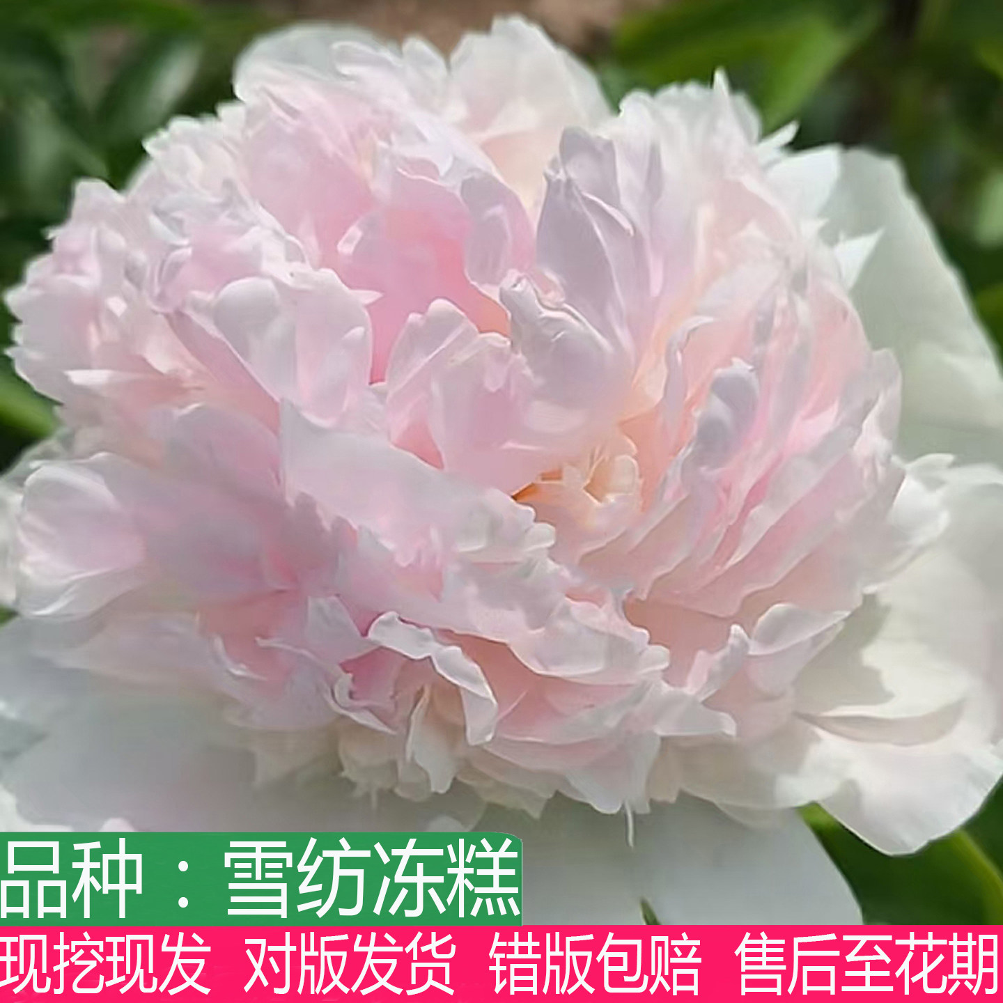 荷兰进口雪纺冻糕芍药花苗大花重瓣芍药多年生草本花卉盆栽庭院