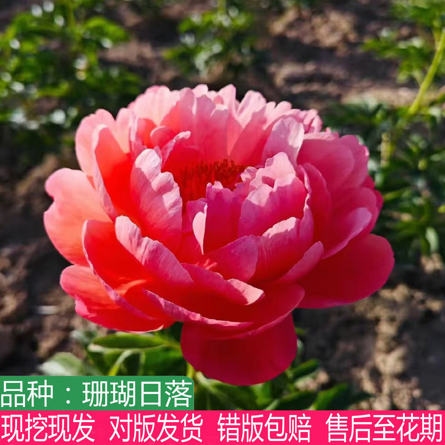 美国进口会变色珊瑚日落芍药花苗观赏大花重瓣多年生草本花卉盆栽