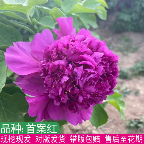 观赏大花重瓣多年生首案红牡丹