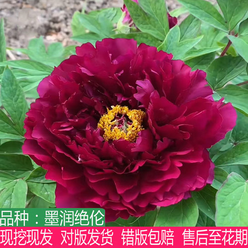 多年生黑色系墨润绝伦牡丹花苗