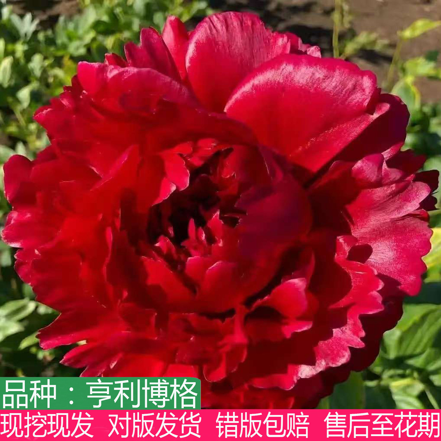 西班牙进口亨利博格斯特芍药大苗大花重瓣庭院盆栽多年生草本花卉