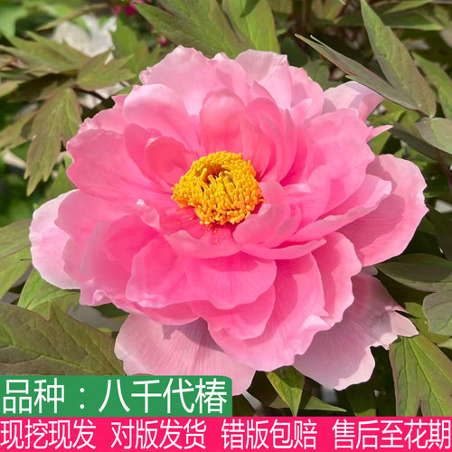日本品种粉红色系八千椿牡丹花苗