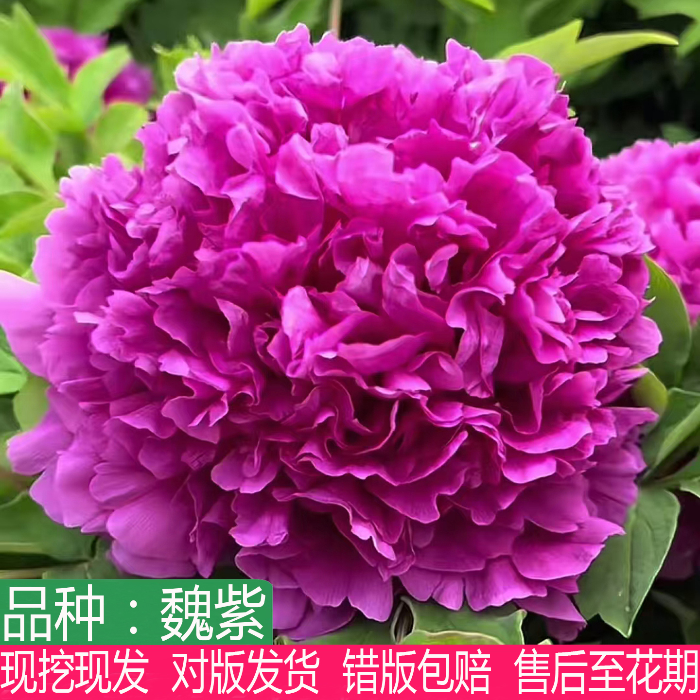 四大名品魏紫牡丹苗大花重瓣盆栽庭院阳台种植耐寒多年生木本花卉