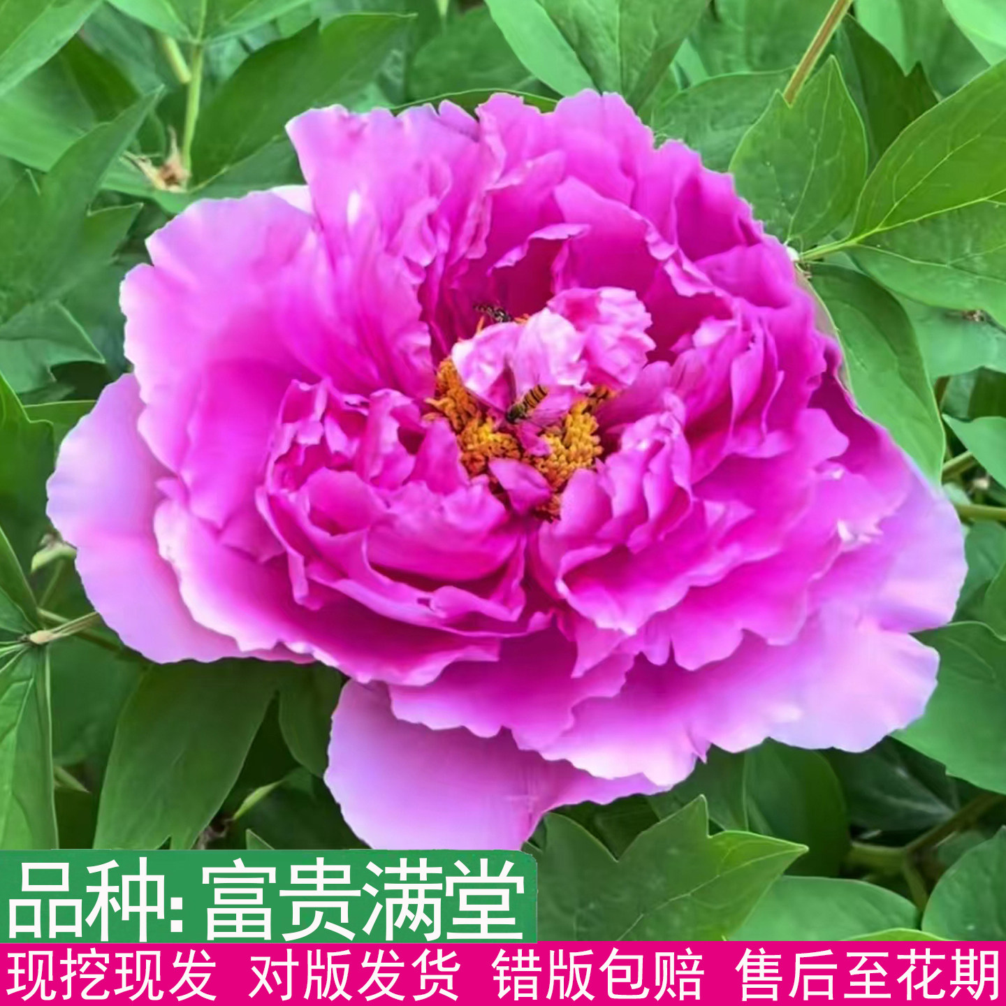 富贵满堂紫色系牡丹花苗重瓣大花