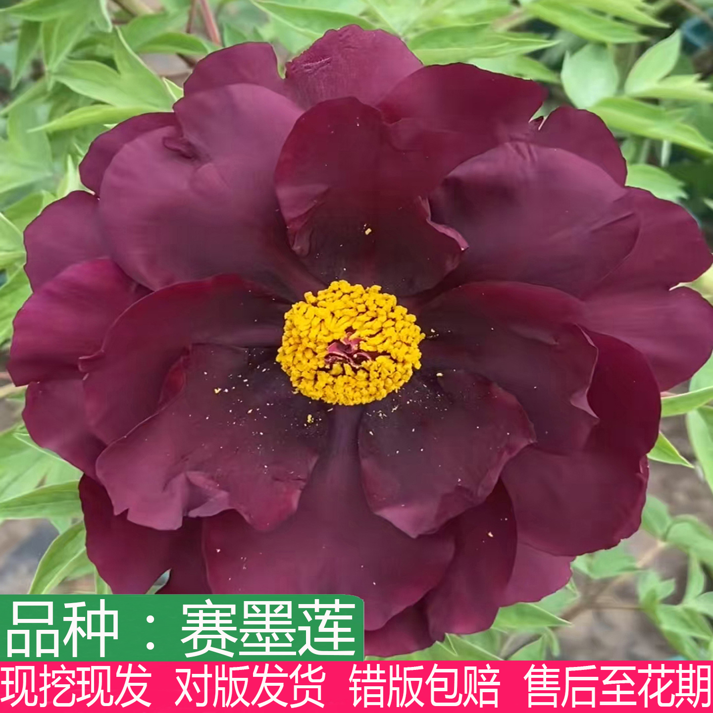 黑色系荷花型赛墨莲牡丹花苗大花重瓣盆栽庭院阳台种植耐寒多年生