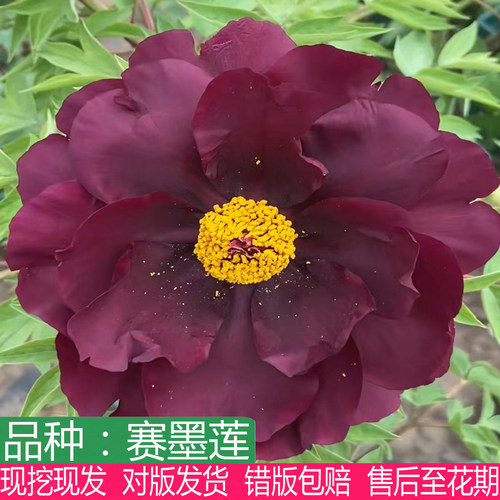 黑色系荷花型赛墨莲牡丹花苗