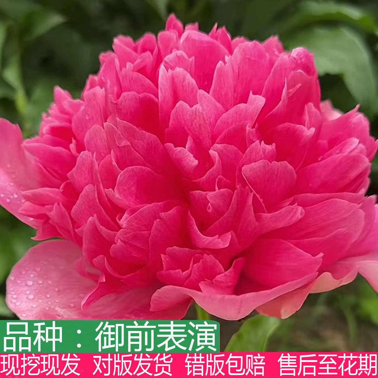 荷兰进口御前表演会变色芍药花苗大花重瓣盆栽观赏多年生草本花卉