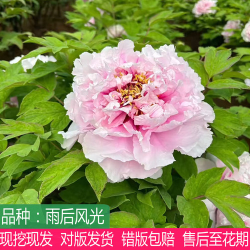 雨后风光牡丹花苗大花重瓣盆栽