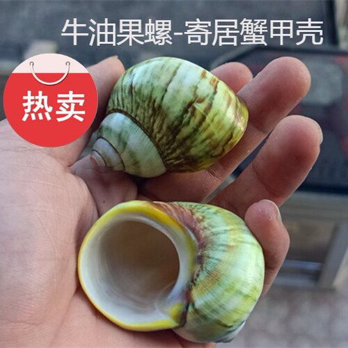 包邮海螺贝壳寄居蟹替换壳绿蝾螺鱼缸卷贝鱼牛油果螺水族用品装饰