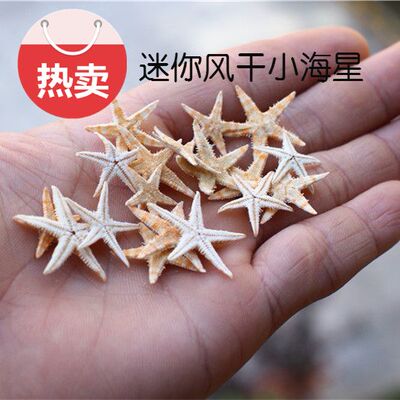 热卖DIY手工天然迷你海星贝壳 海螺海洋系滴胶挂件饰品材料造景