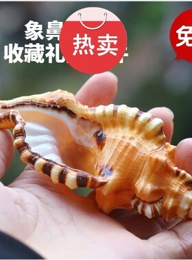 天然海螺贝壳收藏鱼缸装饰珊瑚