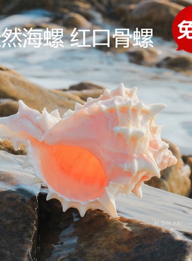 热卖天然海螺贝壳星光玉螺红口骨螺收藏礼品寄居蟹甲壳卷贝鱼珊瑚