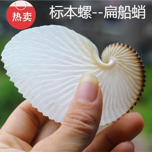 包邮天然海螺贝壳阔船蛸扁船艄标本螺船章鱼收藏礼品装饰摆设珊瑚