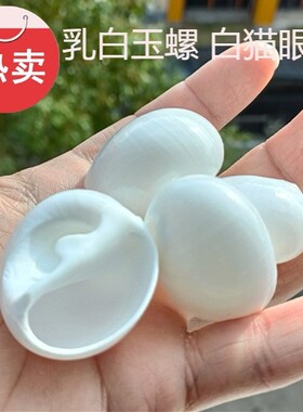 天然海螺贝壳乳白玉螺白猫眼螺卷贝鱼寄居蟹换壳鱼缸水族造景摆件